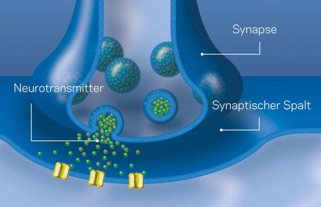 Informationsübertragung an der Synapse