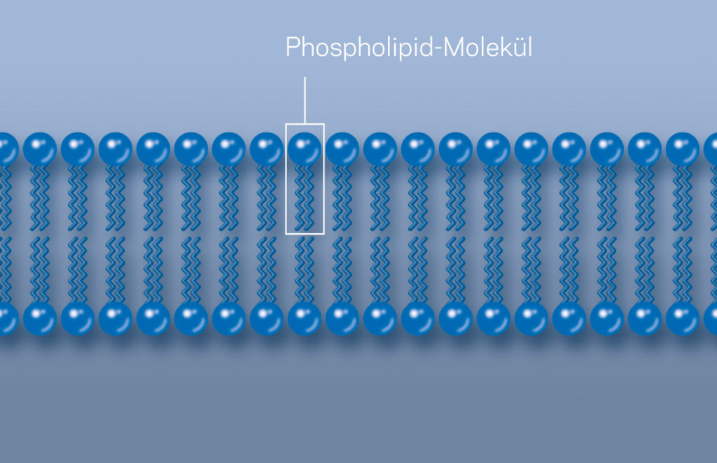 Aufbau einer Biomembran